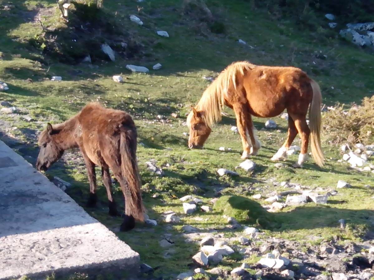 Majada de Espineres y Sierra del Sueve