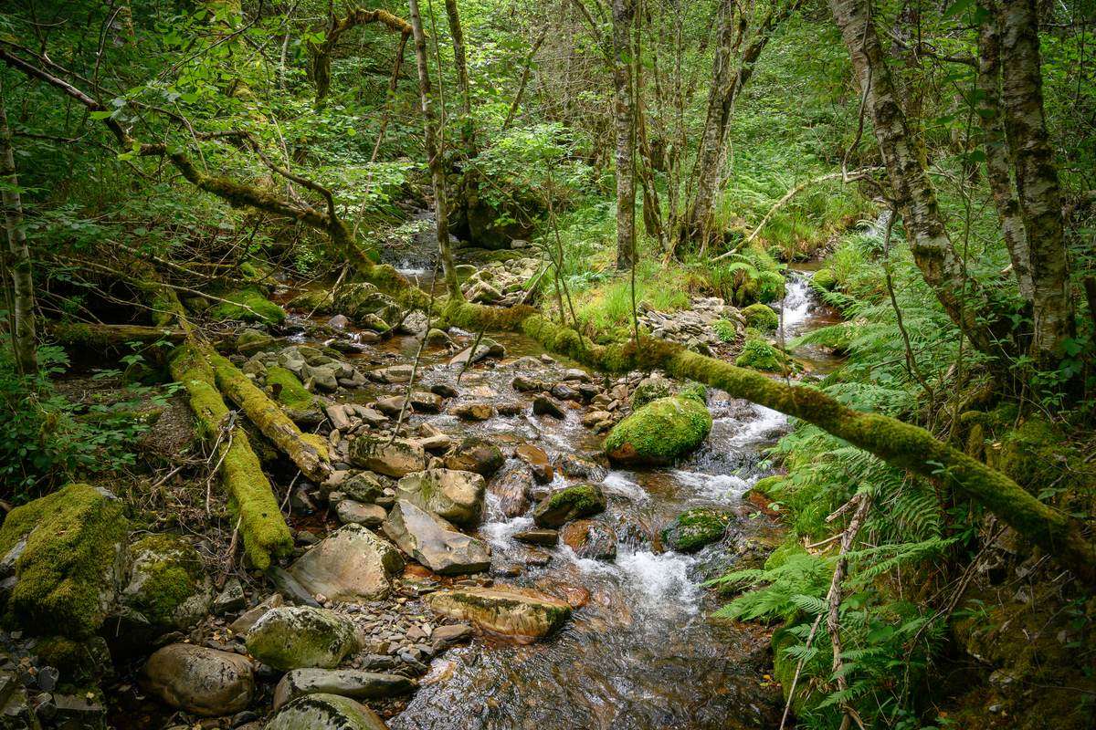 Bosque de Muniellos
